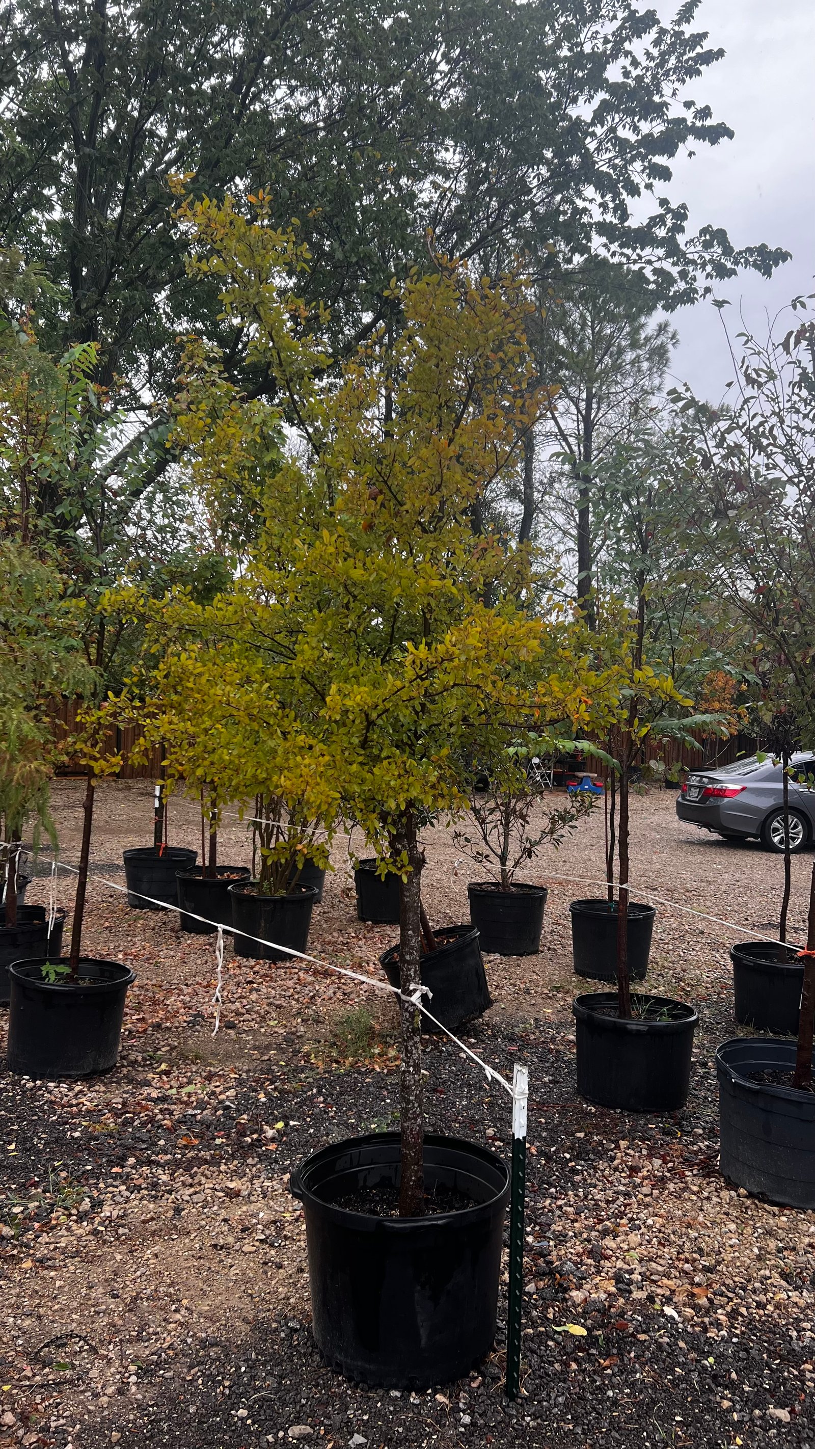 Cedar Elm — 30gal