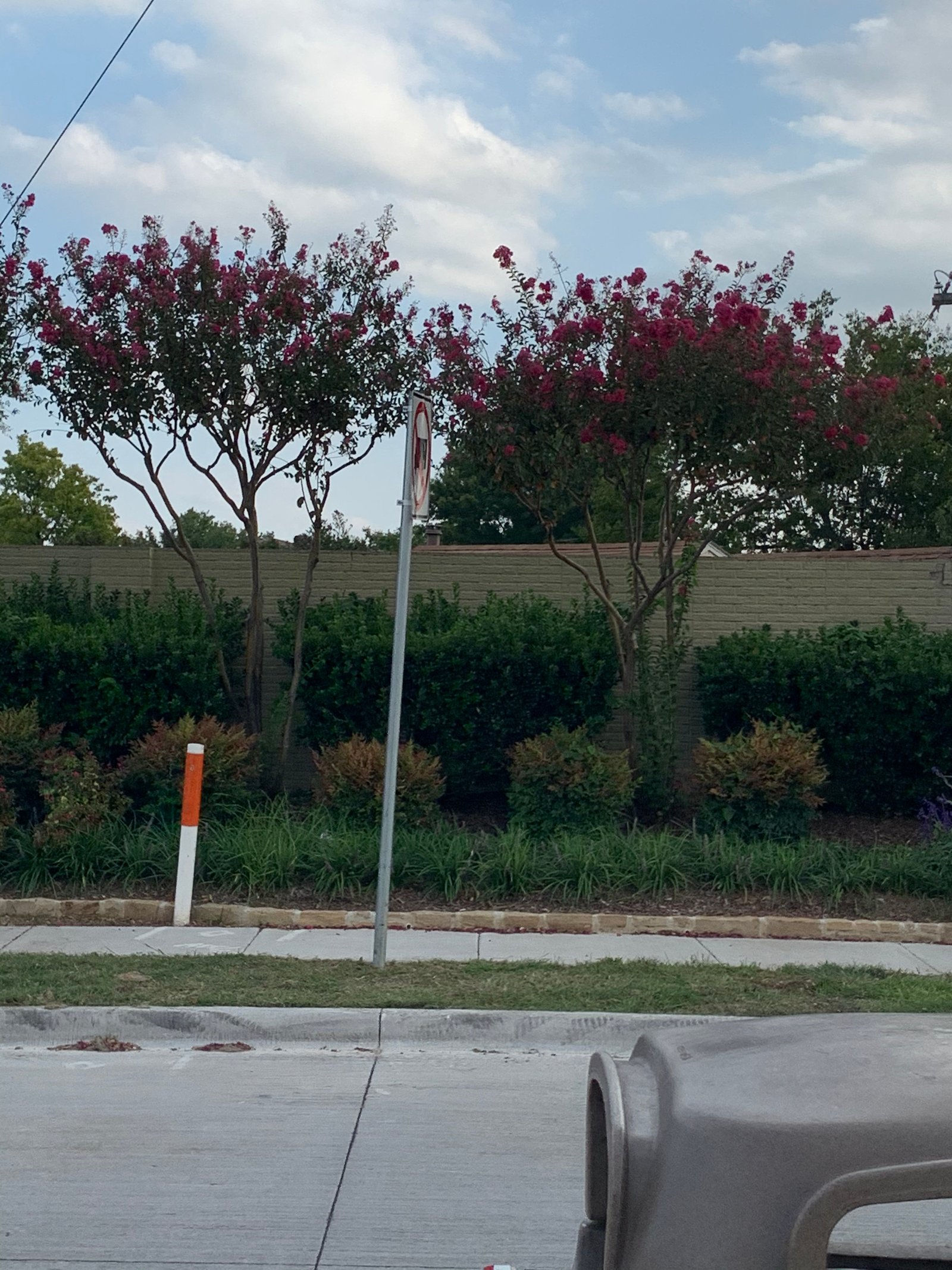 Crape Myrtle — 95gal