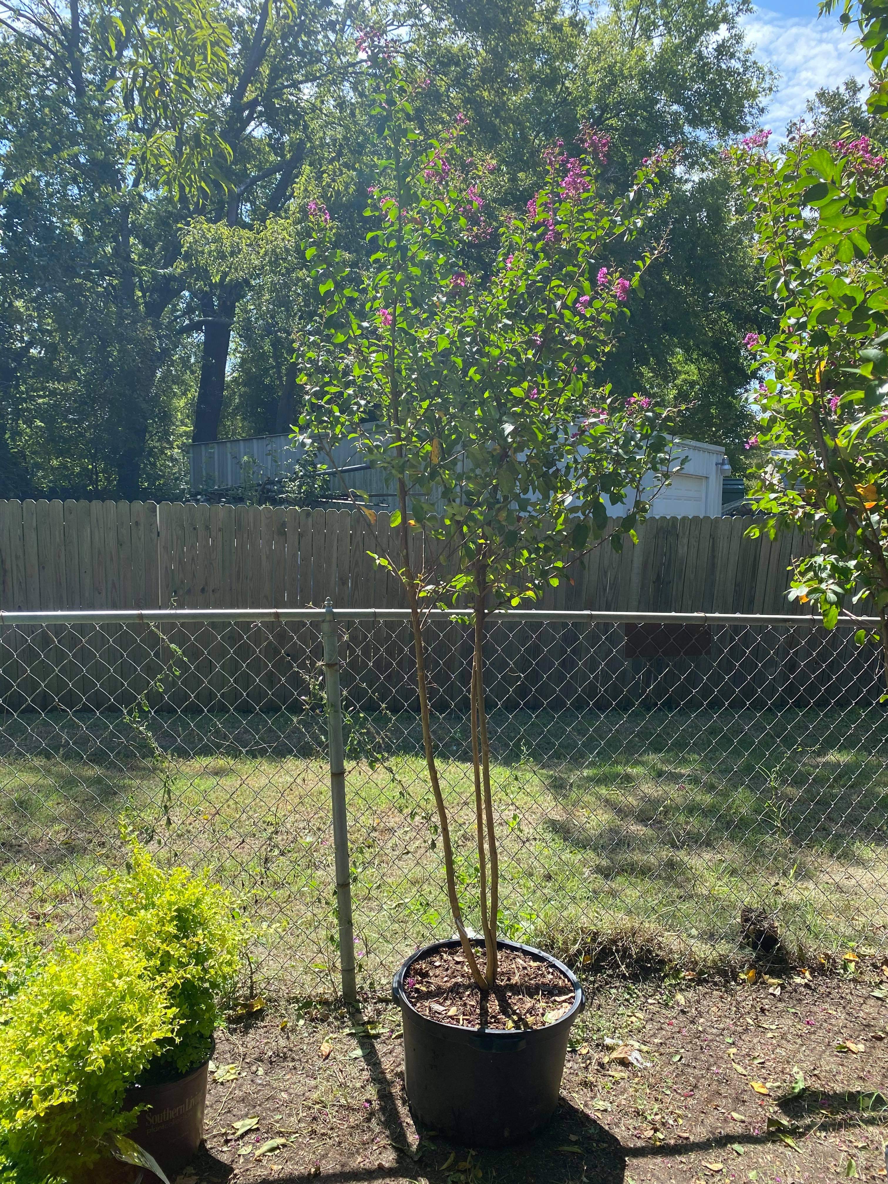 Crape Myrtle tree in DFW