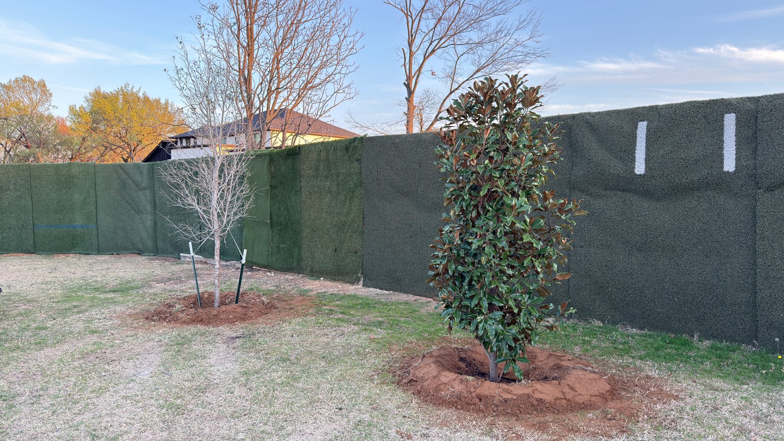 Dd Blanchard Magnolia — 45gal