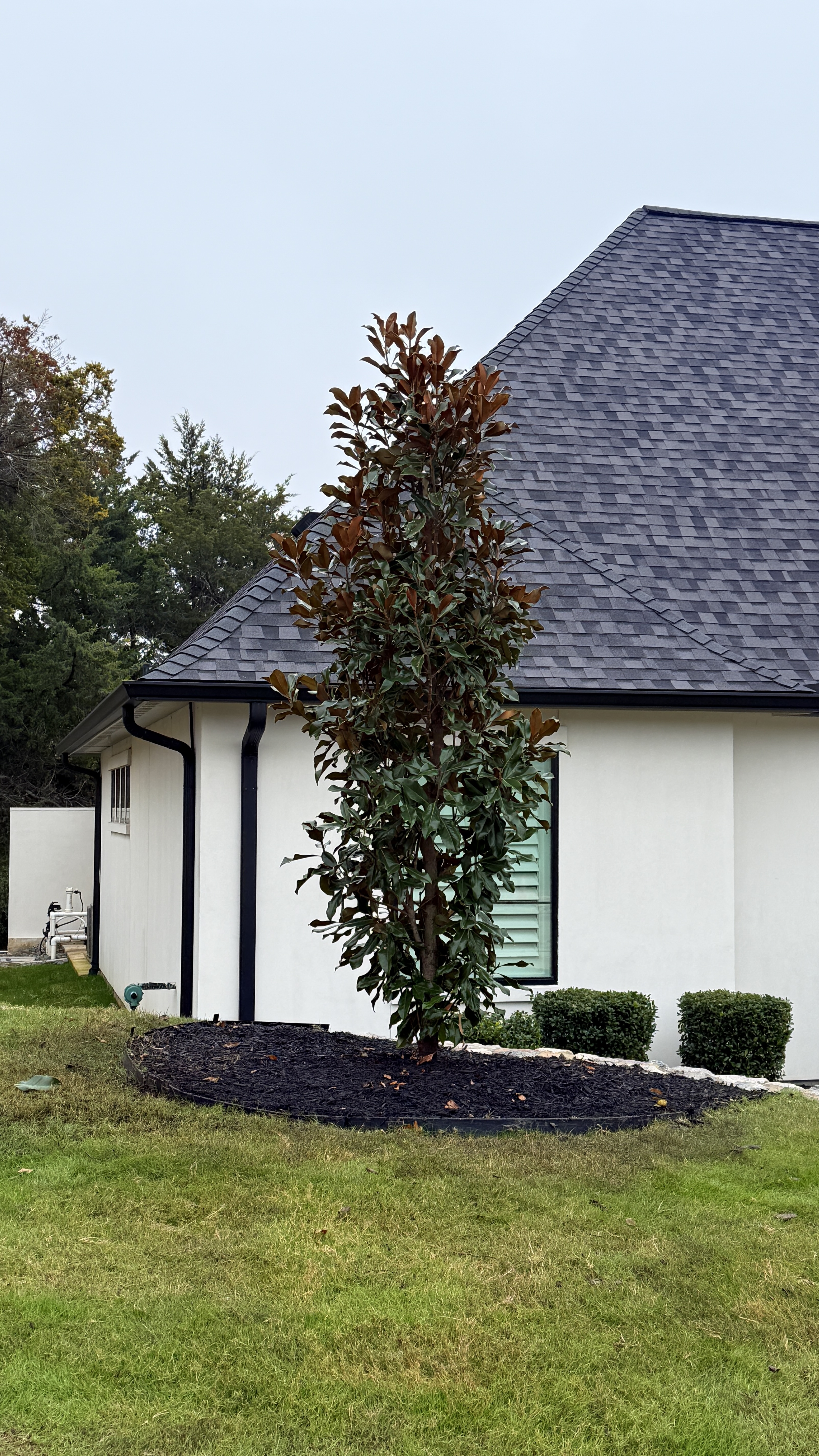 D.D. Blanchard Magnolia tree