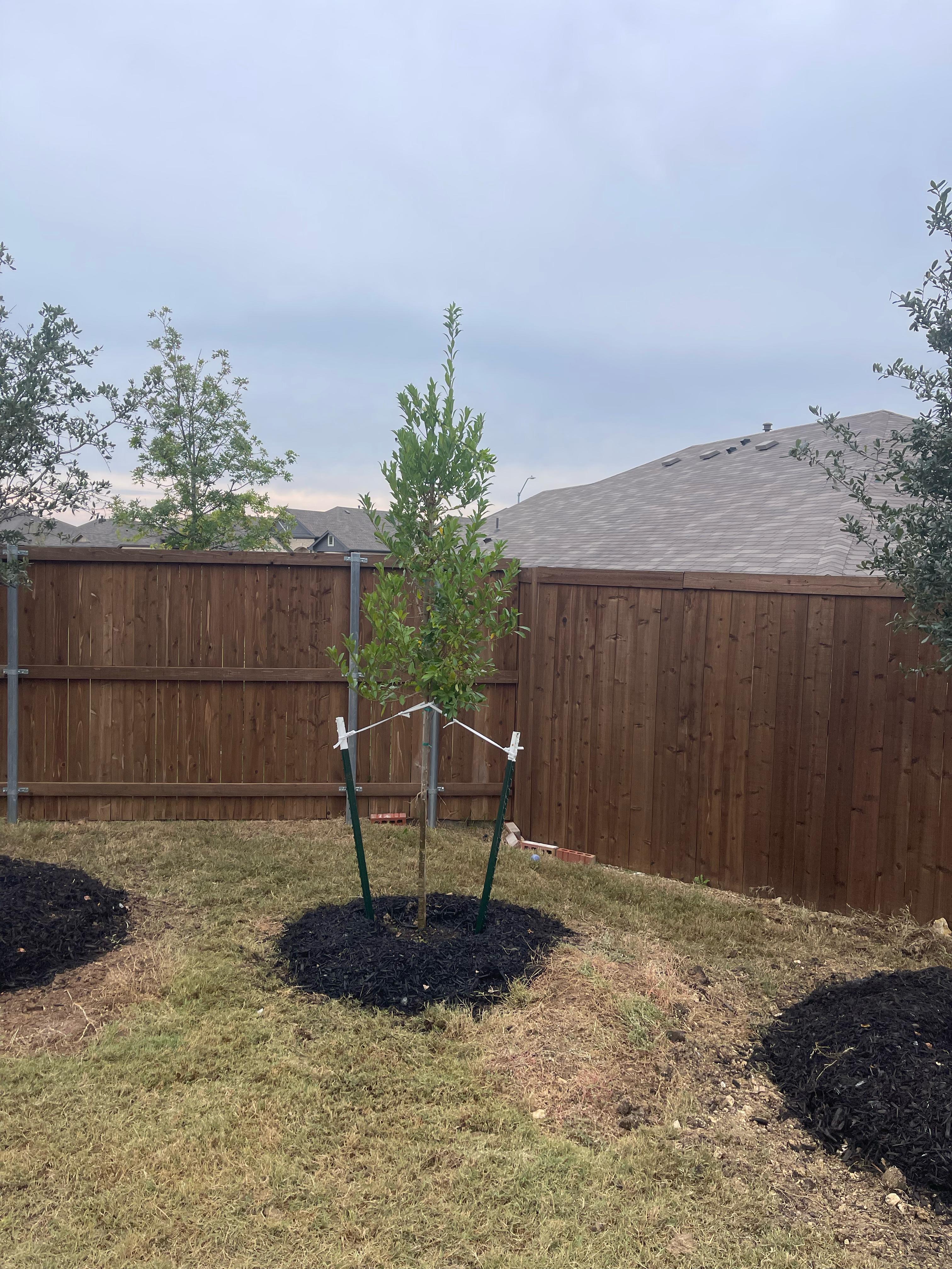 Eagleston Holly tree