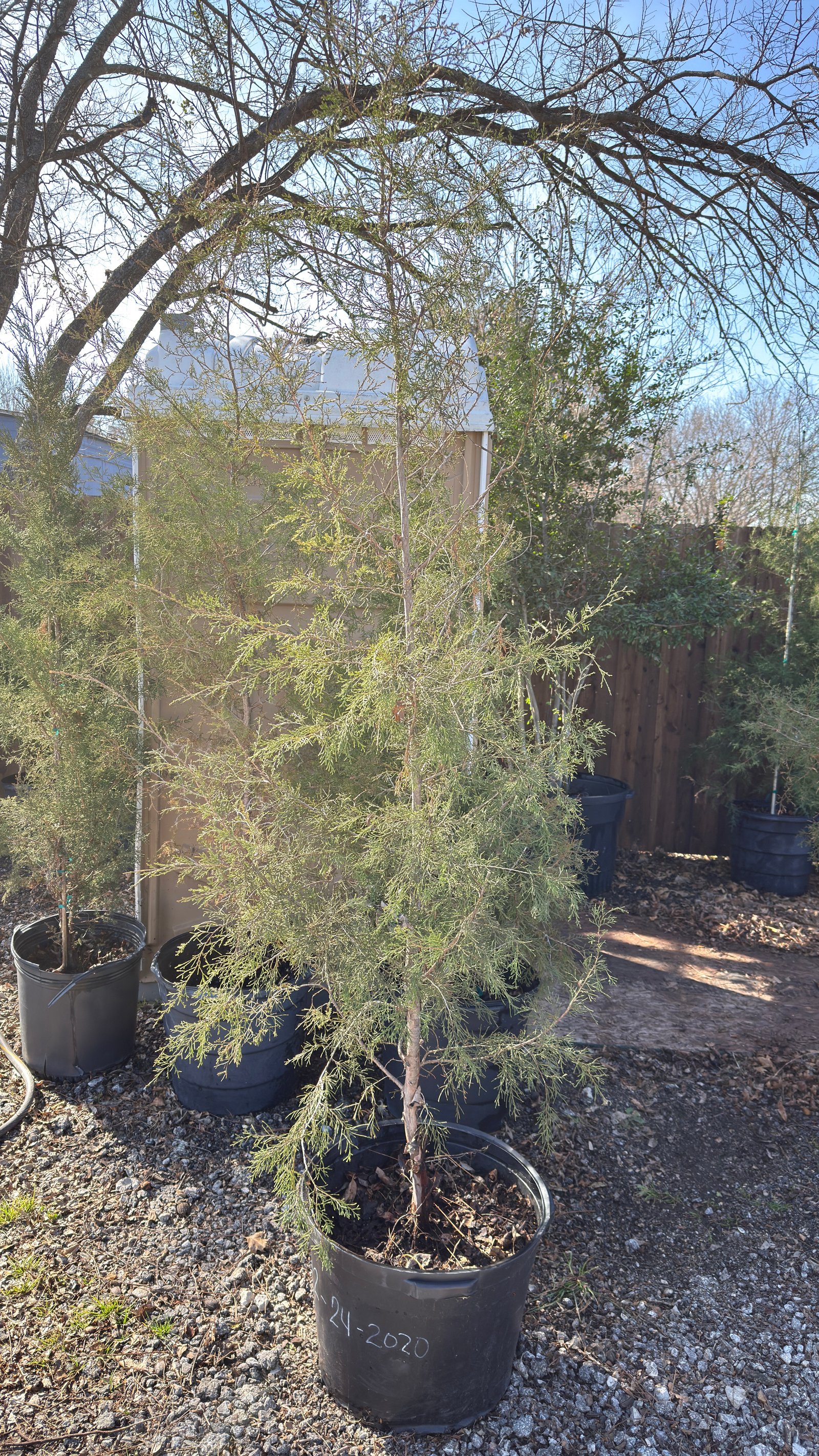 Eastern Red Cedar — 15gal