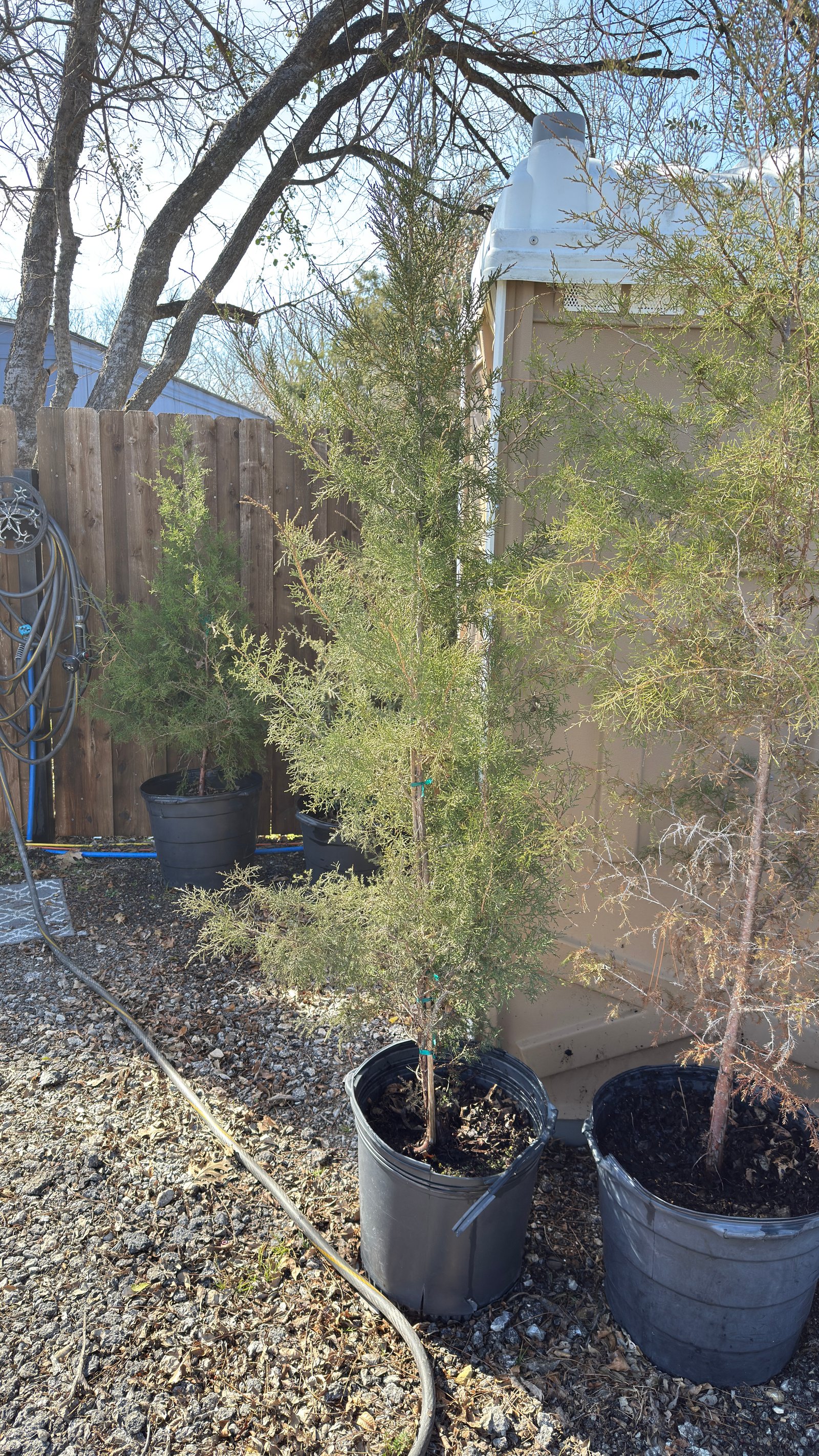 Eastern Red Cedar — 15gal