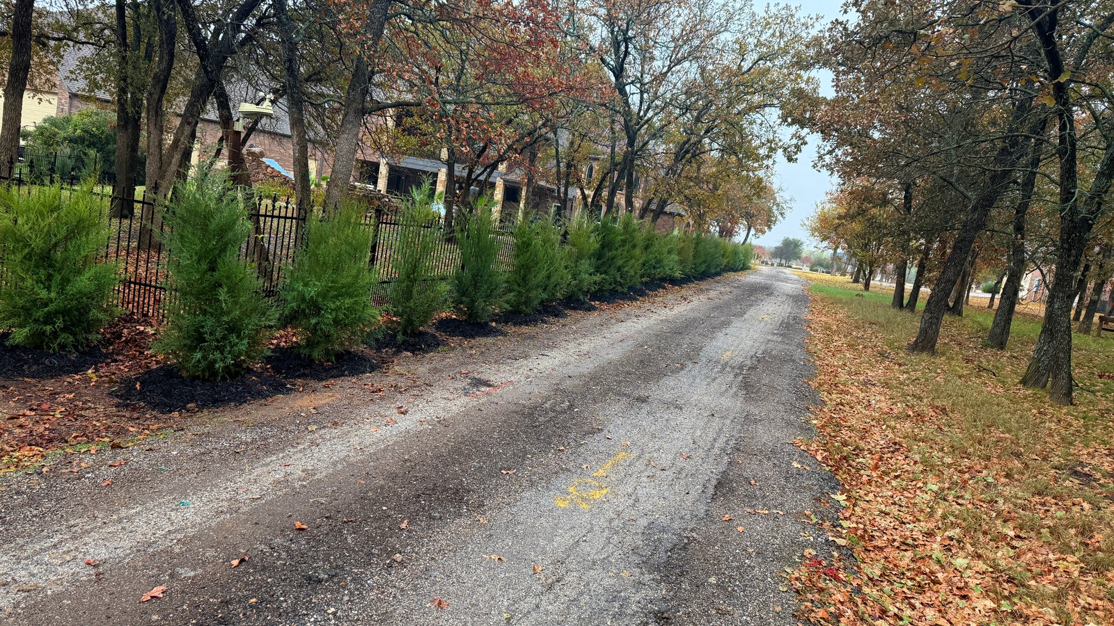 Eastern Red Cedar — 15gal