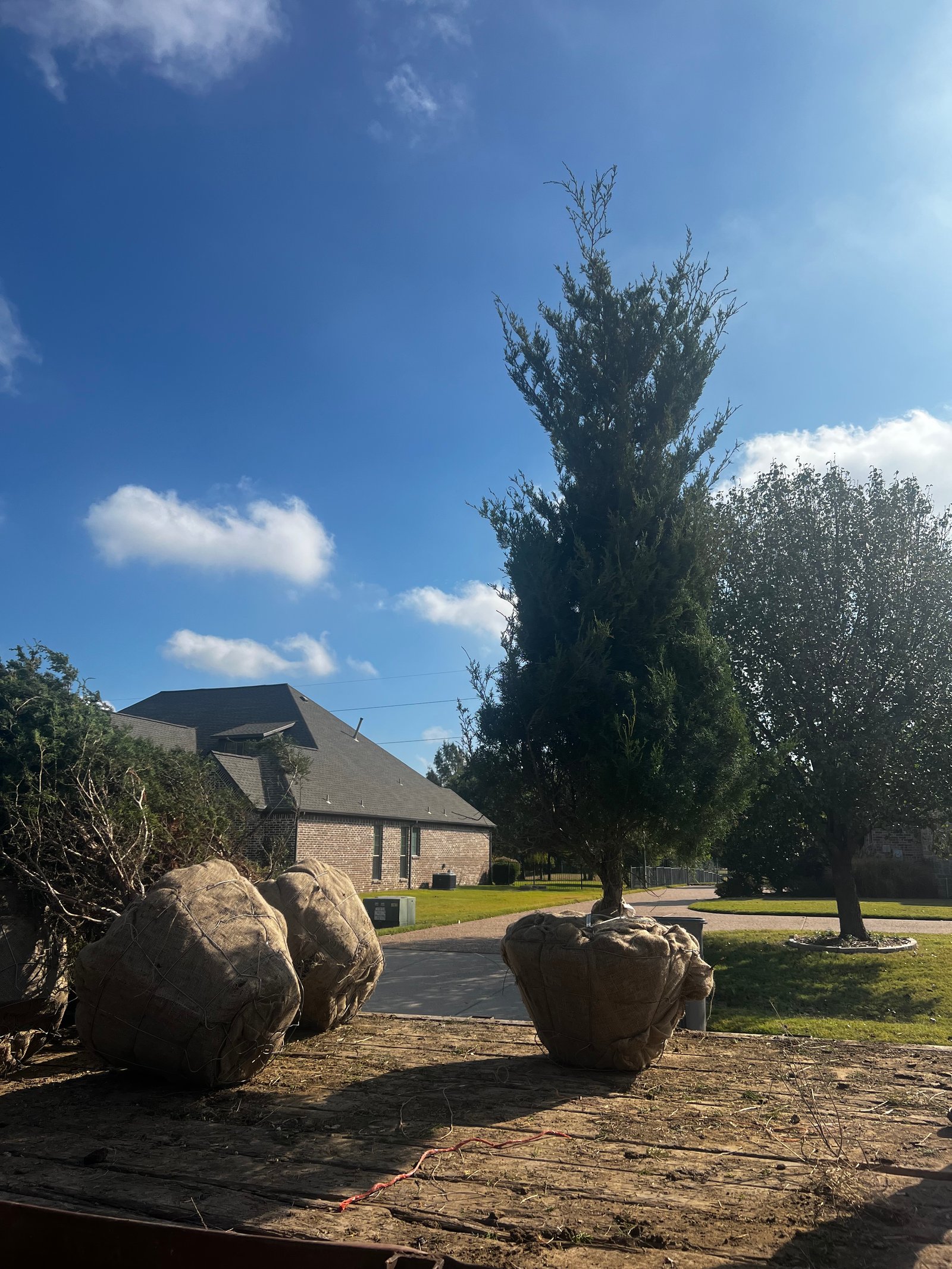 Eastern Red Cedar — 45gal