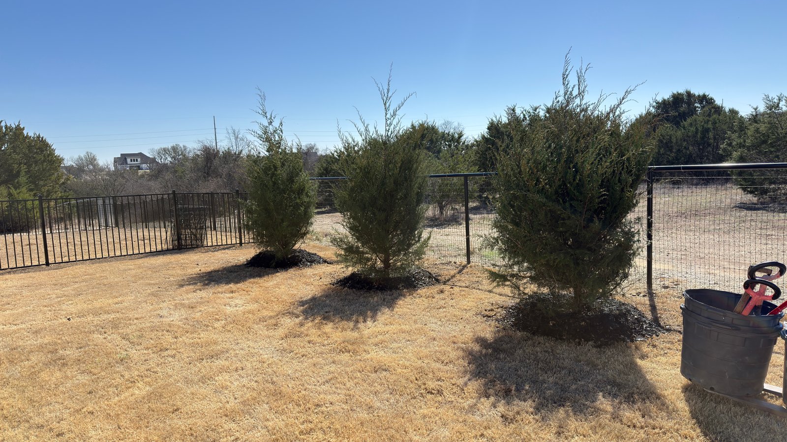 Eastern Red Cedar — 65gal