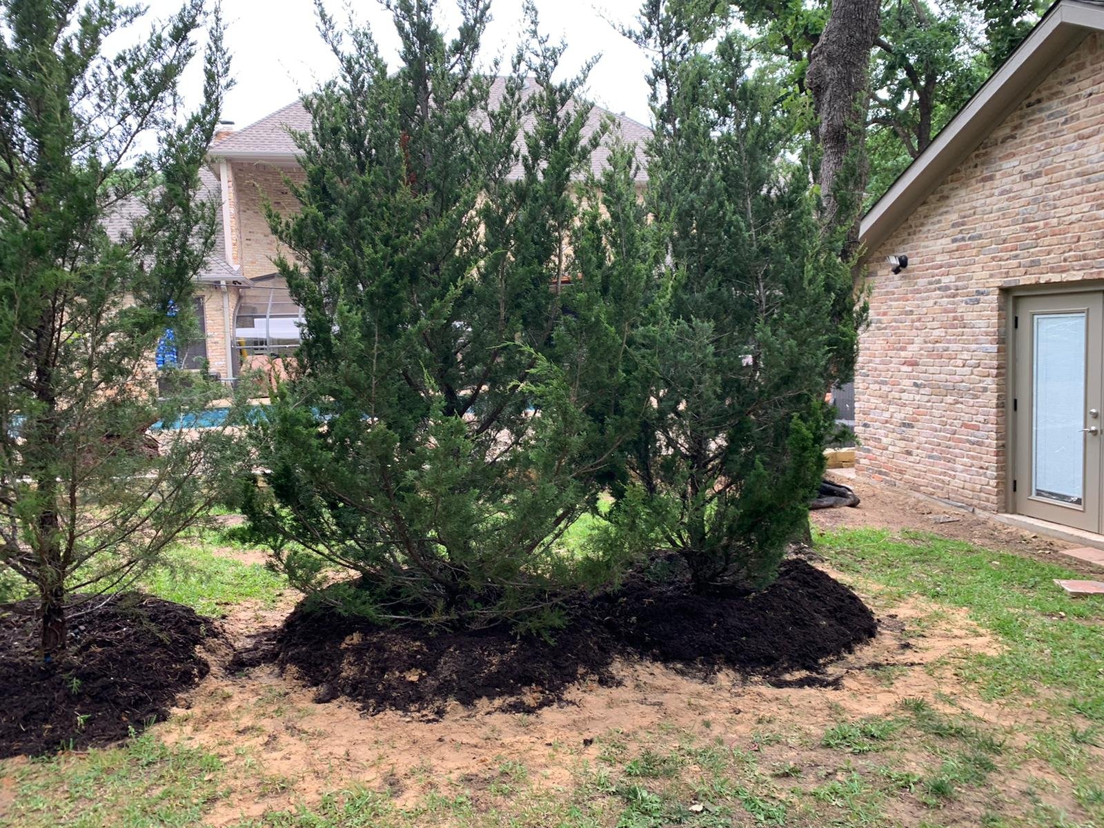 Eastern Red Cedar — 95gal