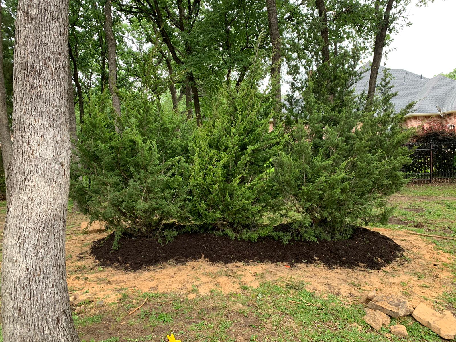 Eastern Red Cedar tree in DFW