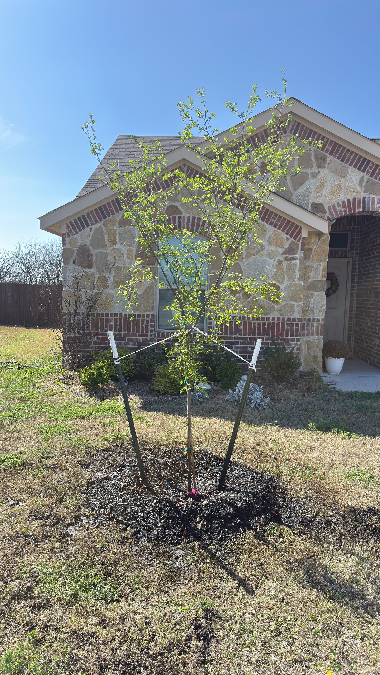 Lacebark Elm 15gal Installation