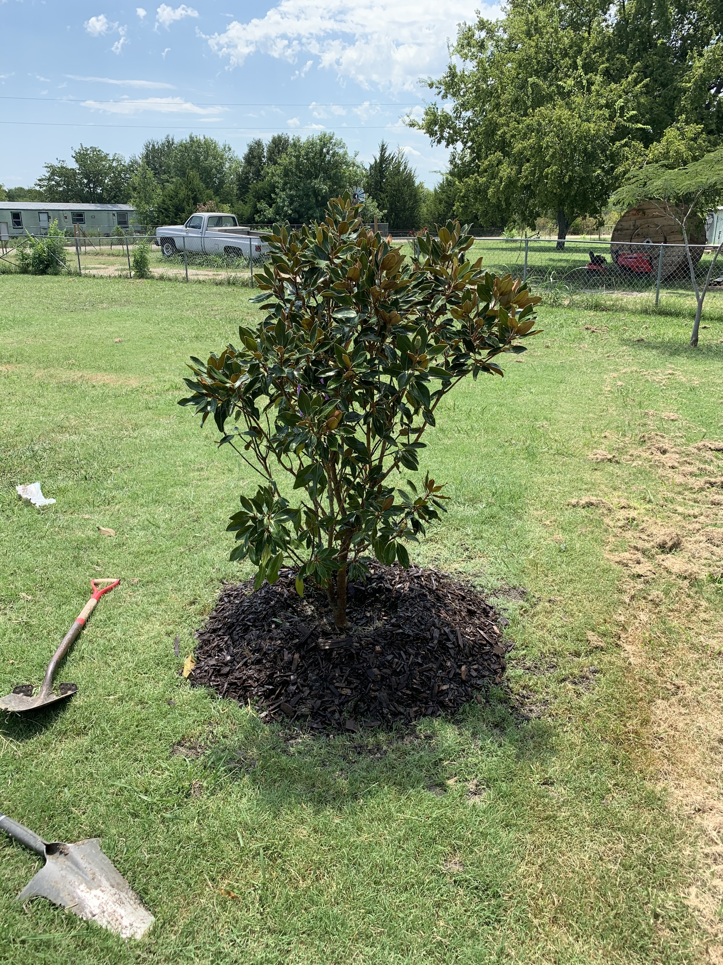 Little Gem Magnolia tree