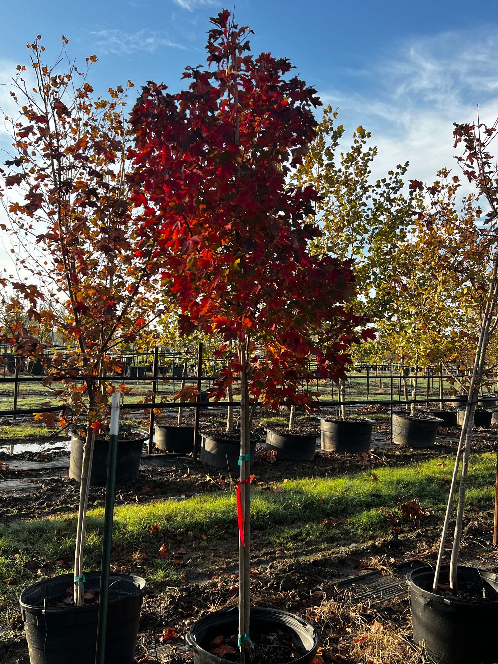 Red Maple — 30gal